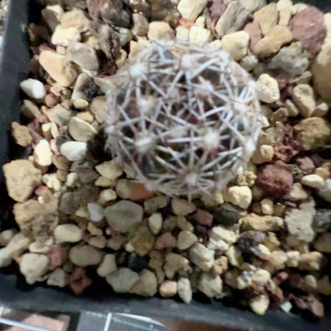 实生红廉玉脱土发货