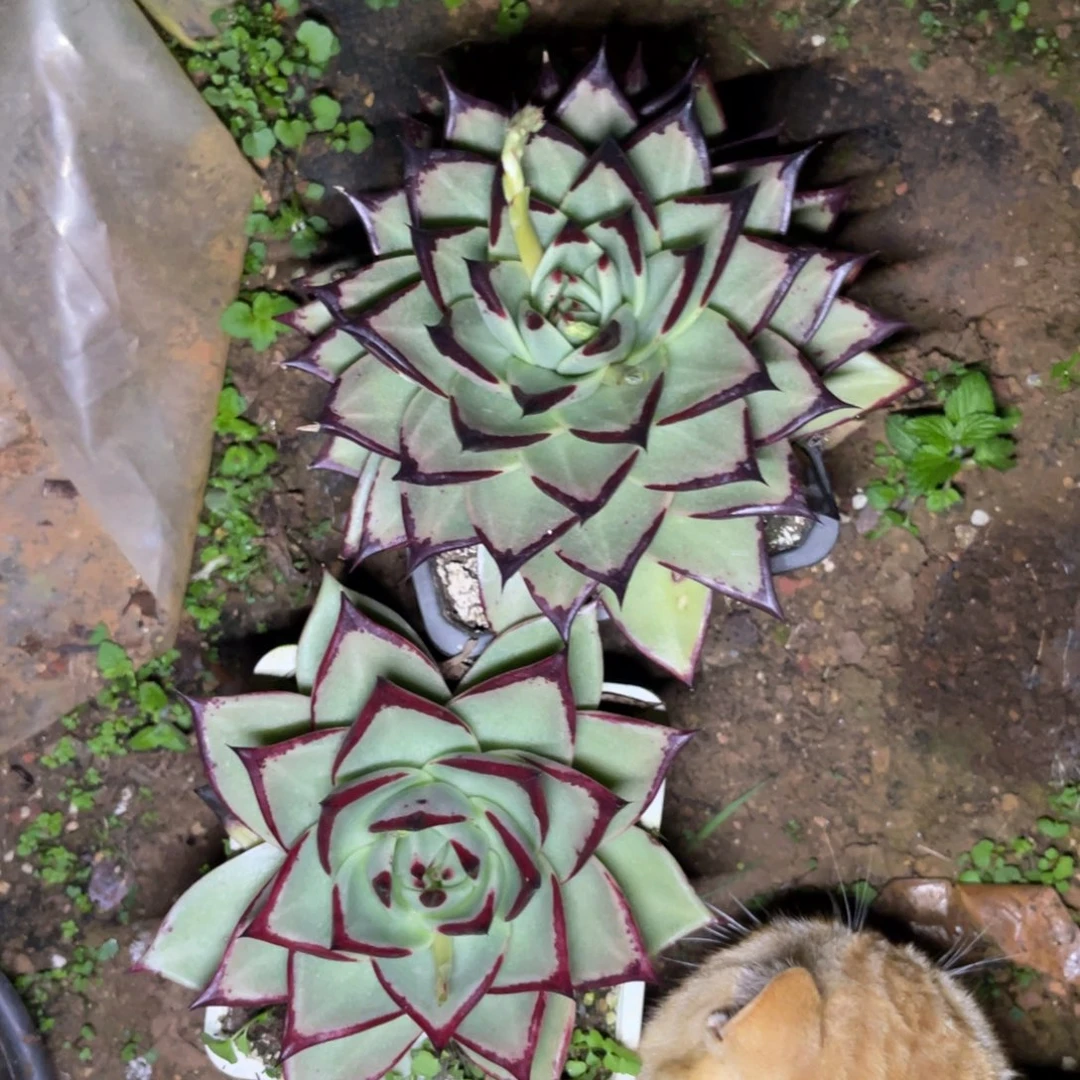 多肉植物乌木福利组