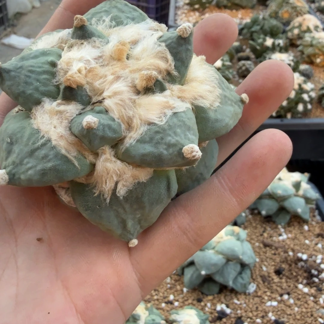 穿***o仙人球开花一个福利品有跟
