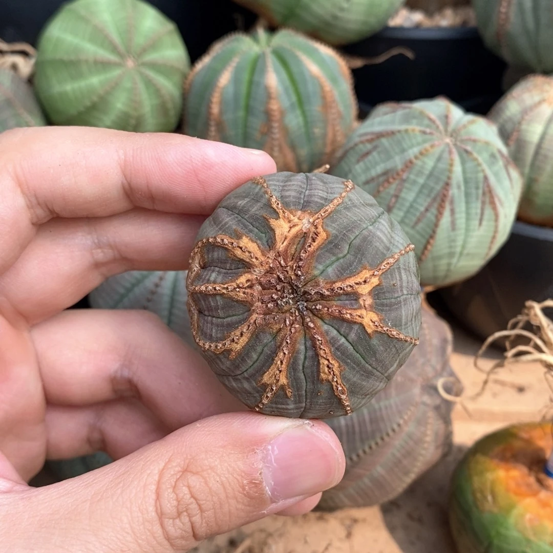 28 欧系实生布纹球多肉植物