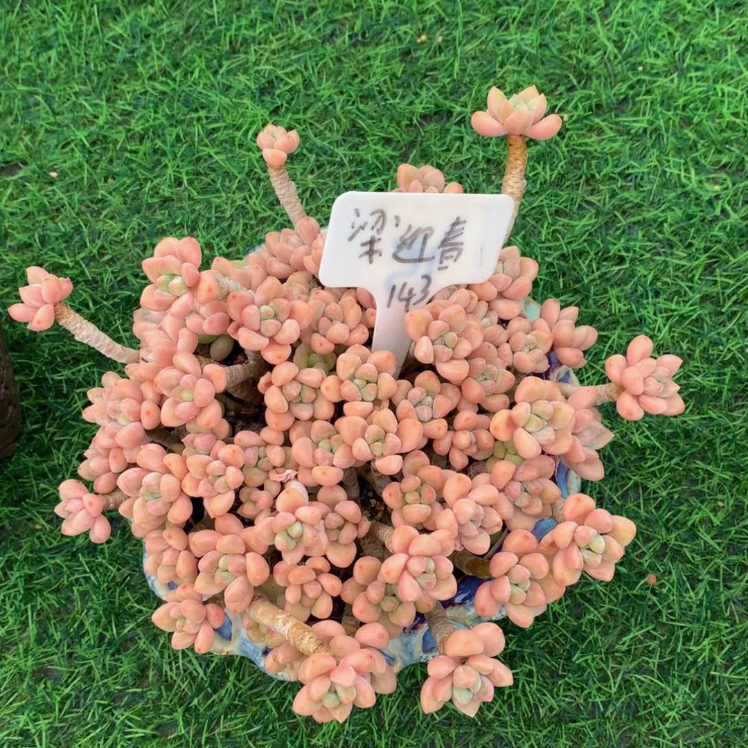 洁***~带盆多肉植物6273737373