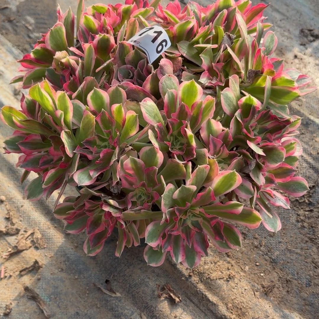 716男神多肉植物夏波福利