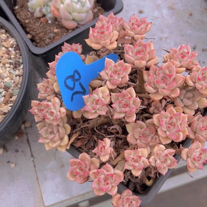 健健康康平平安安