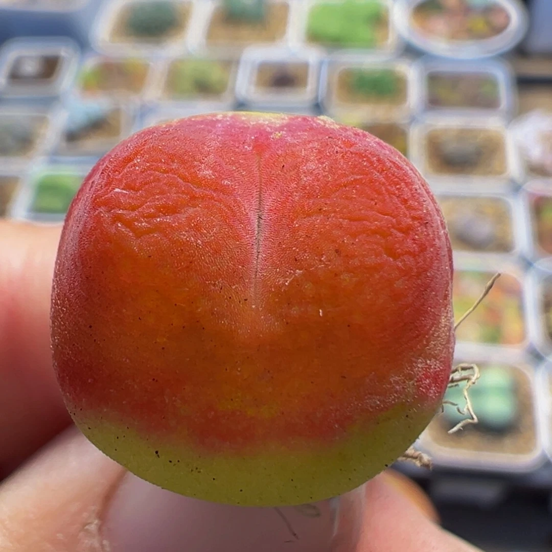 80多肉植物水蜜桃1430.5