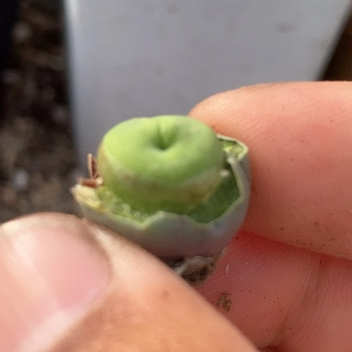 16501嘟嘟嘴一颗