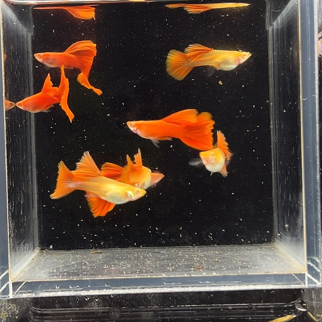 海水鱼大背全红白子4对