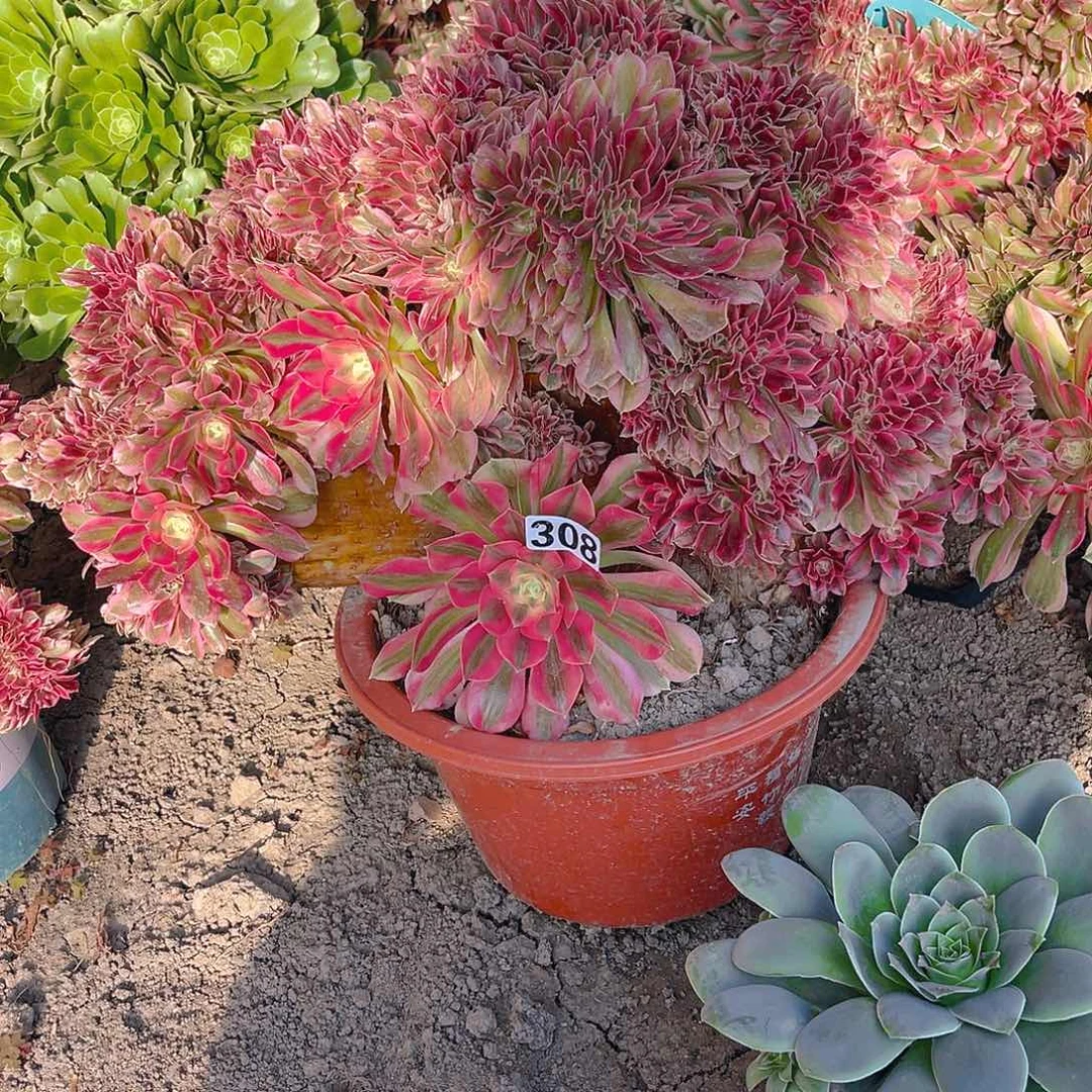 法师法师13-18包邮法师