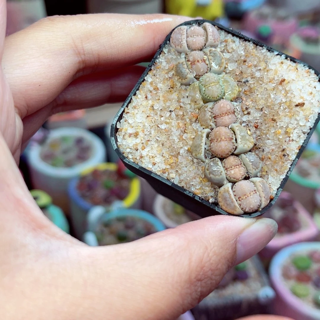 267。88888888888888888888