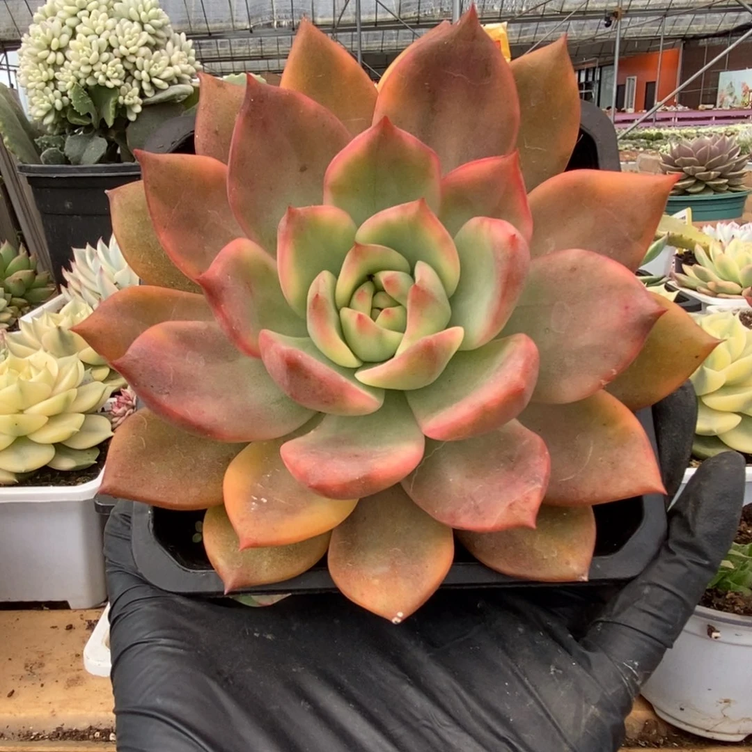 221卡玫拉锦锦锦锦锦锦