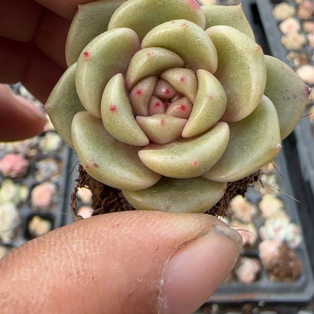 多肉小卡拉米糖心一物一拍