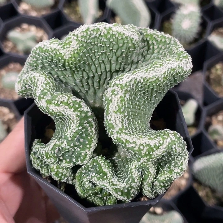 菊水缀化实生仙人球