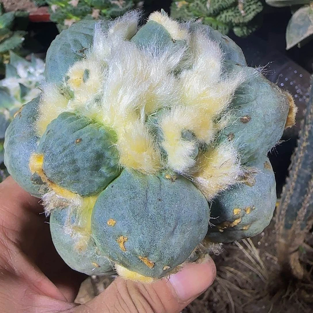 长毛蛋尤855仙人球开花