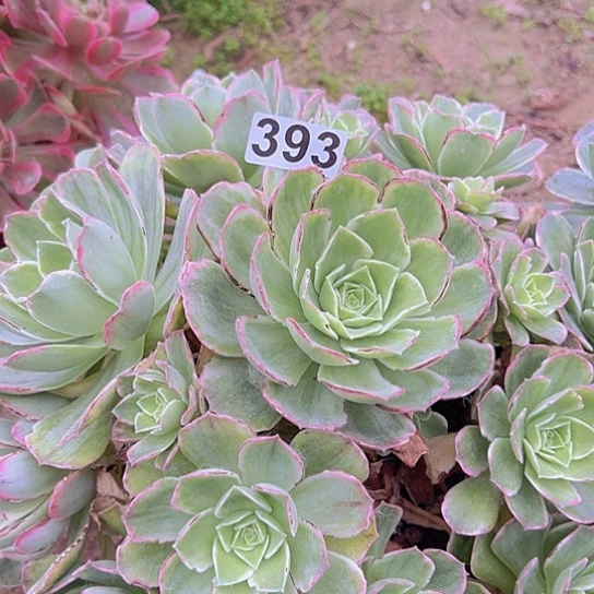 芳****—多肉植物一个