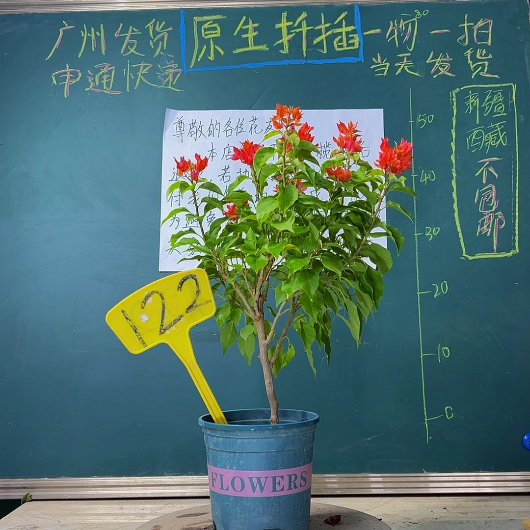 当前无花栽培后可以开花  红狐狸  122