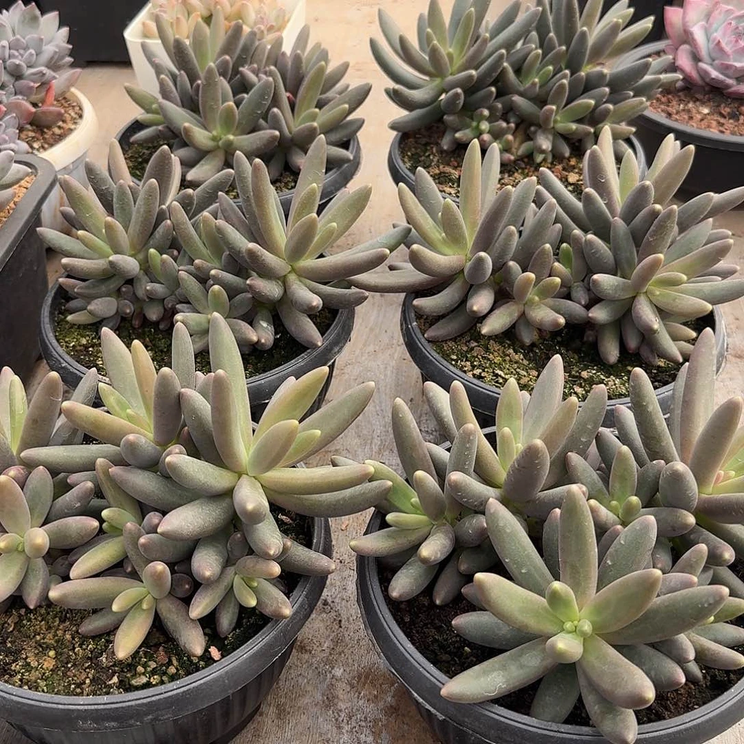 烟 花美人多肉群生