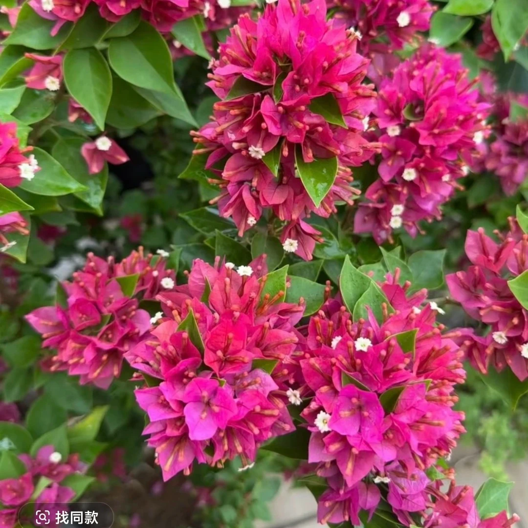 （塔紫）一物一拍 落花落叶落光杆 折枝断枝不售后 介意慎拍