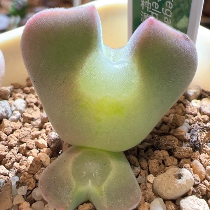 498。青蛙种源三年大眼空蝉