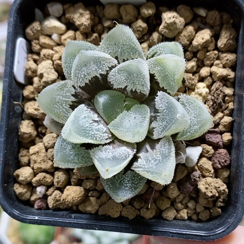 【闪购商品】8全窗白帝城