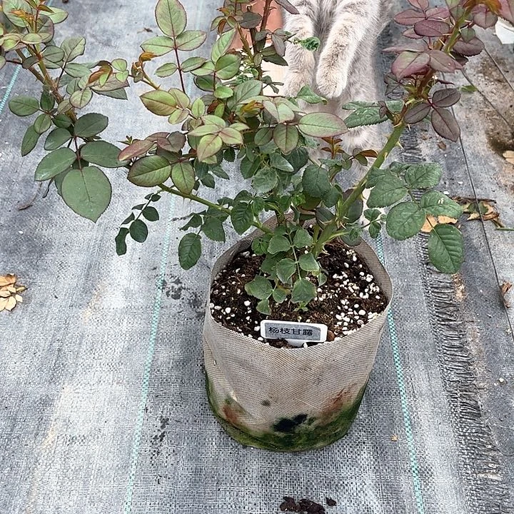 当前无花朵，栽培后可花朵杨汁甘露