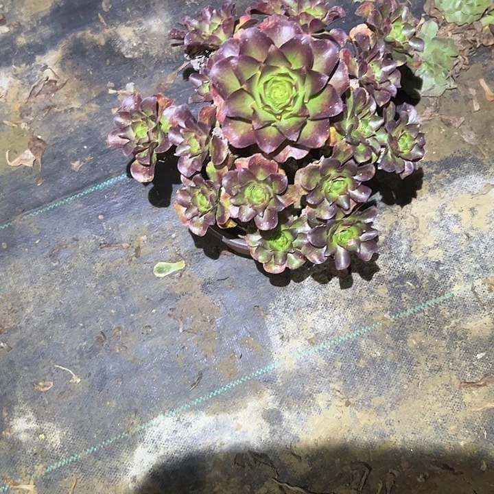 不包侧枝一物一拍62