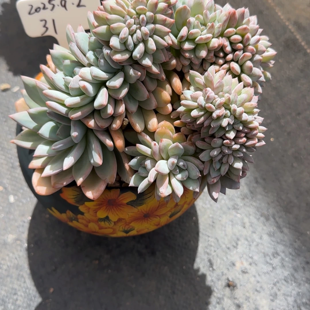 G****一物一拍星星雪缀化