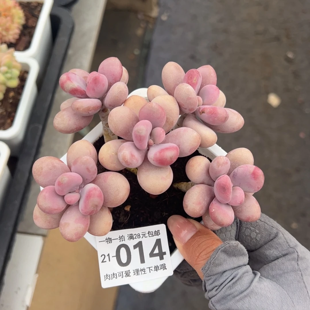 桃蛋多肉多肉多肉多肉多肉多肉多肉