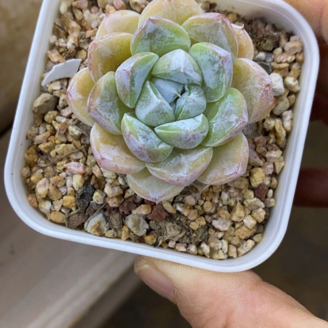 精品多肉一物一拍不包整131
