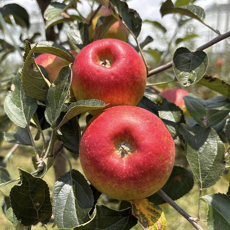 【云果滇香】云南馨元萃高山苹果新鲜采摘当季水果脆甜多汁