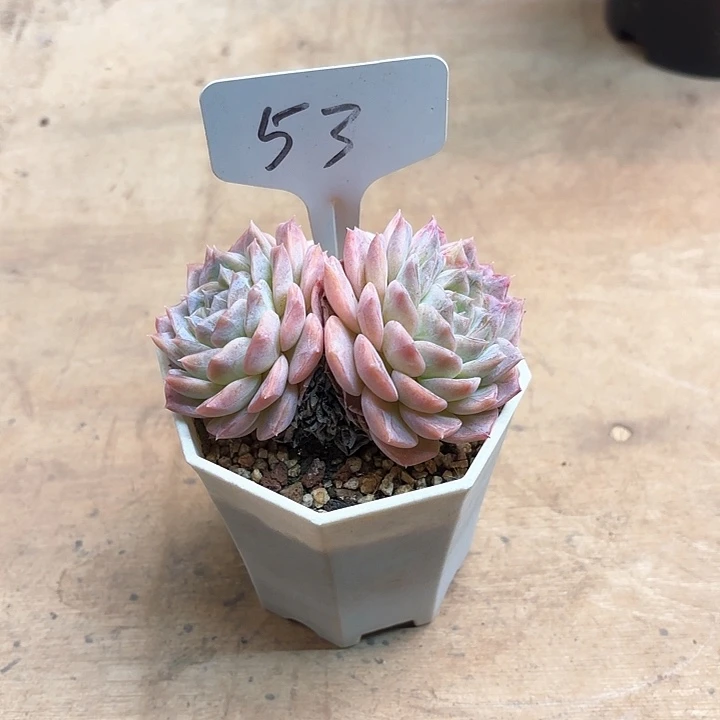 多肉植物，白玫瑰53号