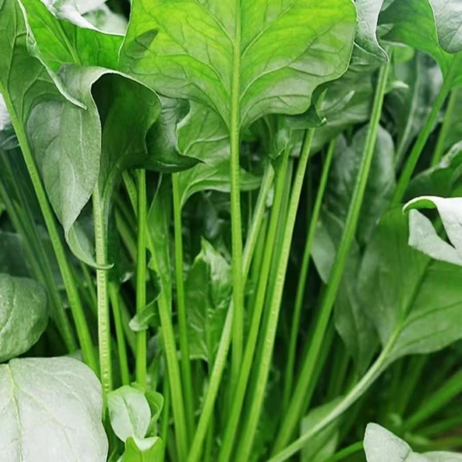 大叶菠菜红根肉厚新鲜菠菜时令蔬菜农家自种生鲜蔬菜火锅食材