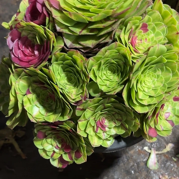 多肉植物知否726