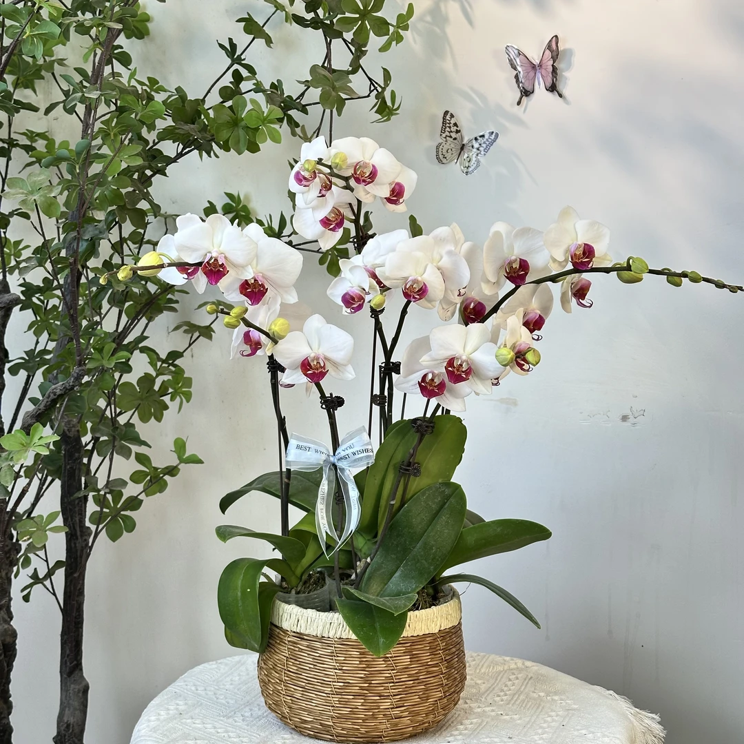 【紫星】稀有白色蝴蝶兰 公司前台 室内花卉装饰 好养花期长