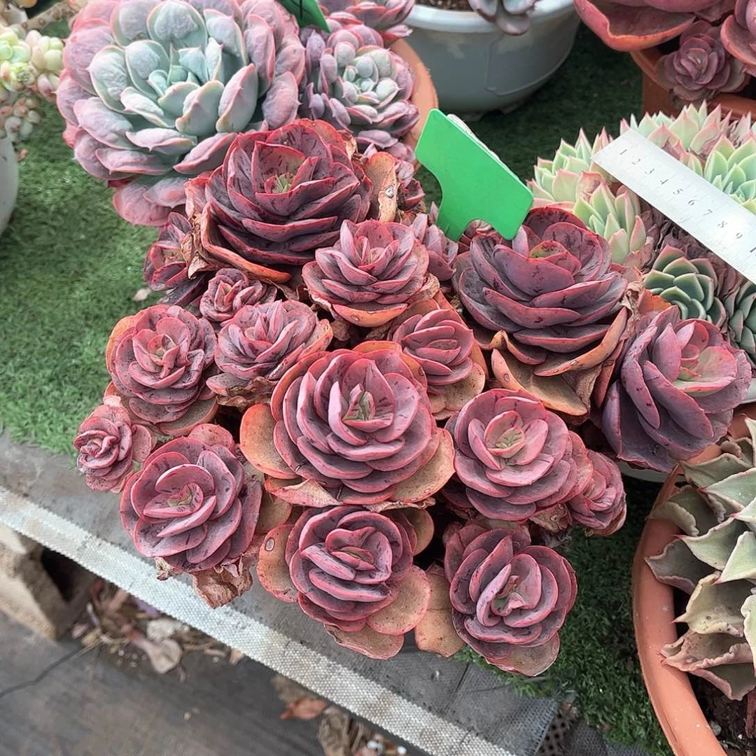 薇*秀妍玫瑰多肉植物082