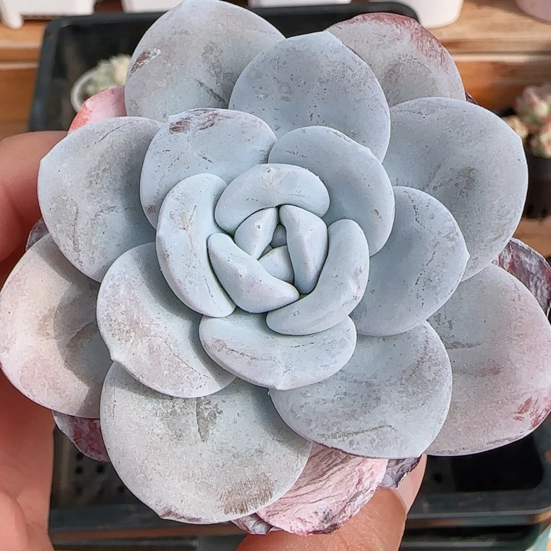 1107----399雪莲雪莲