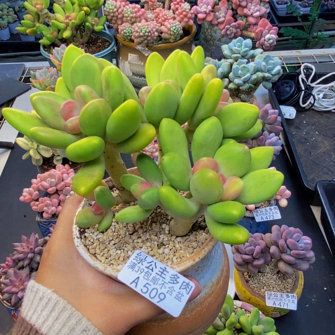 509芒果奶多肉10c m