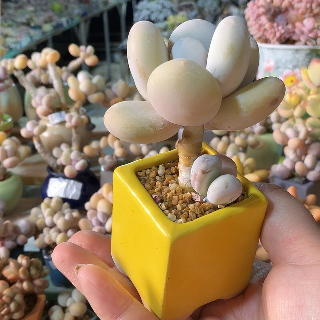 大*毛多肉植物的生长发育与