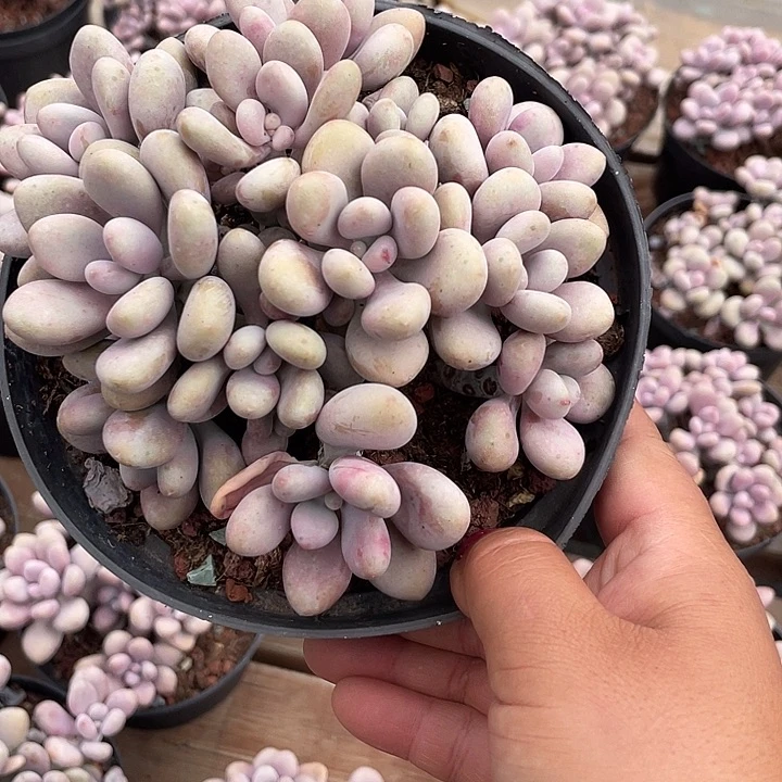 桃蛋多肉植物群生698