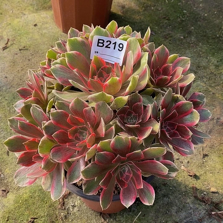 幻莎多肉植物219