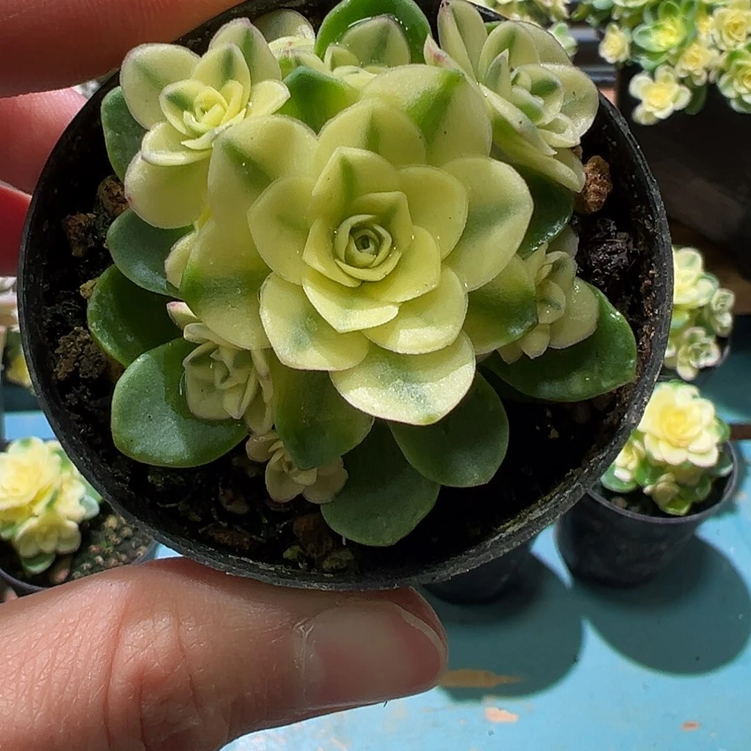 ~*～猫眼玫瑰锦，覆轮锦