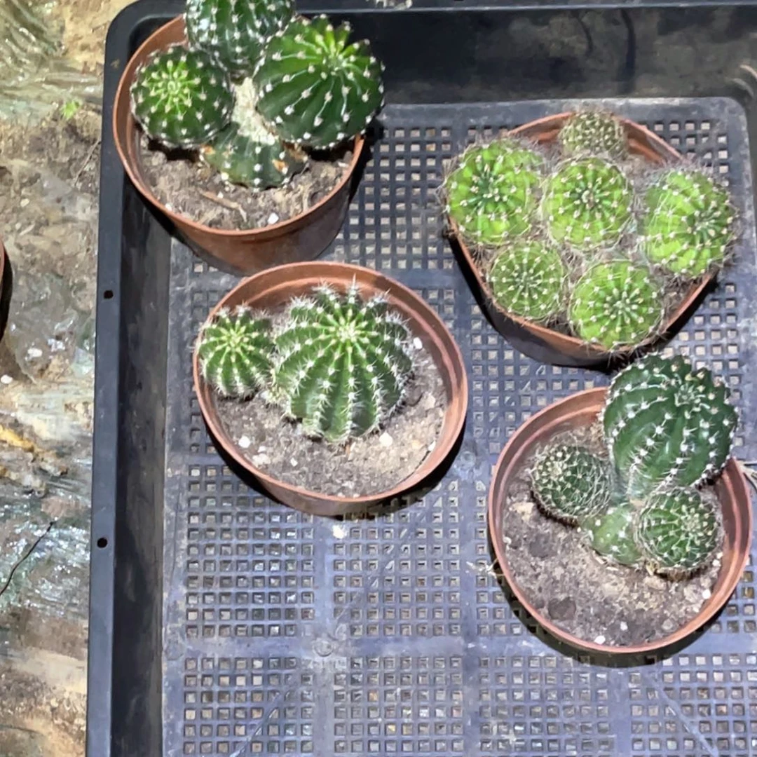 喜***球彩草 4颗 脱土脱盆摘花满20包邮