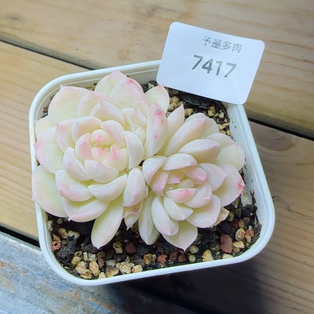 孤月珍妮，7417多肉植物