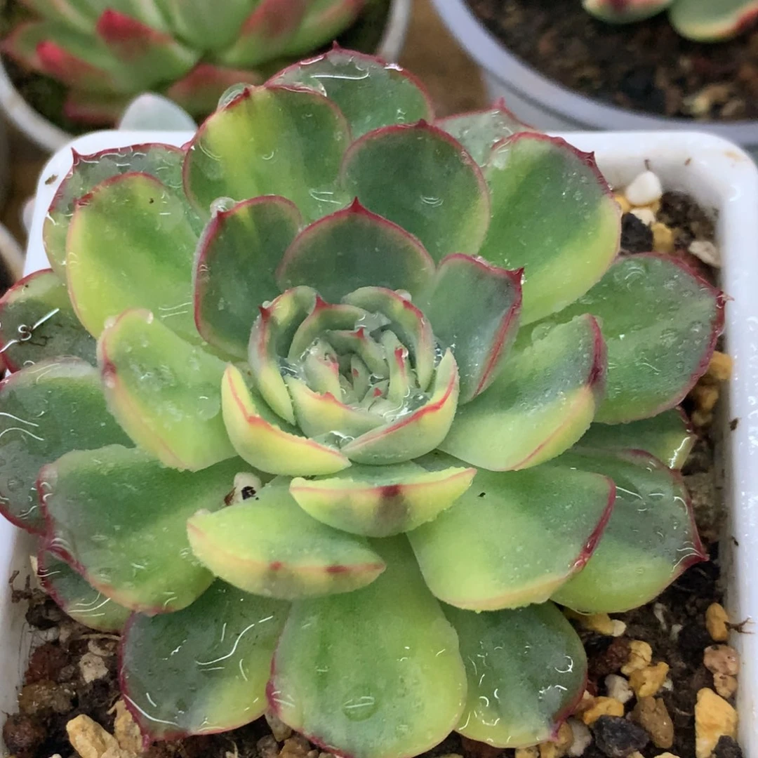 武仙座全拉丝锦锦锦锦锦集