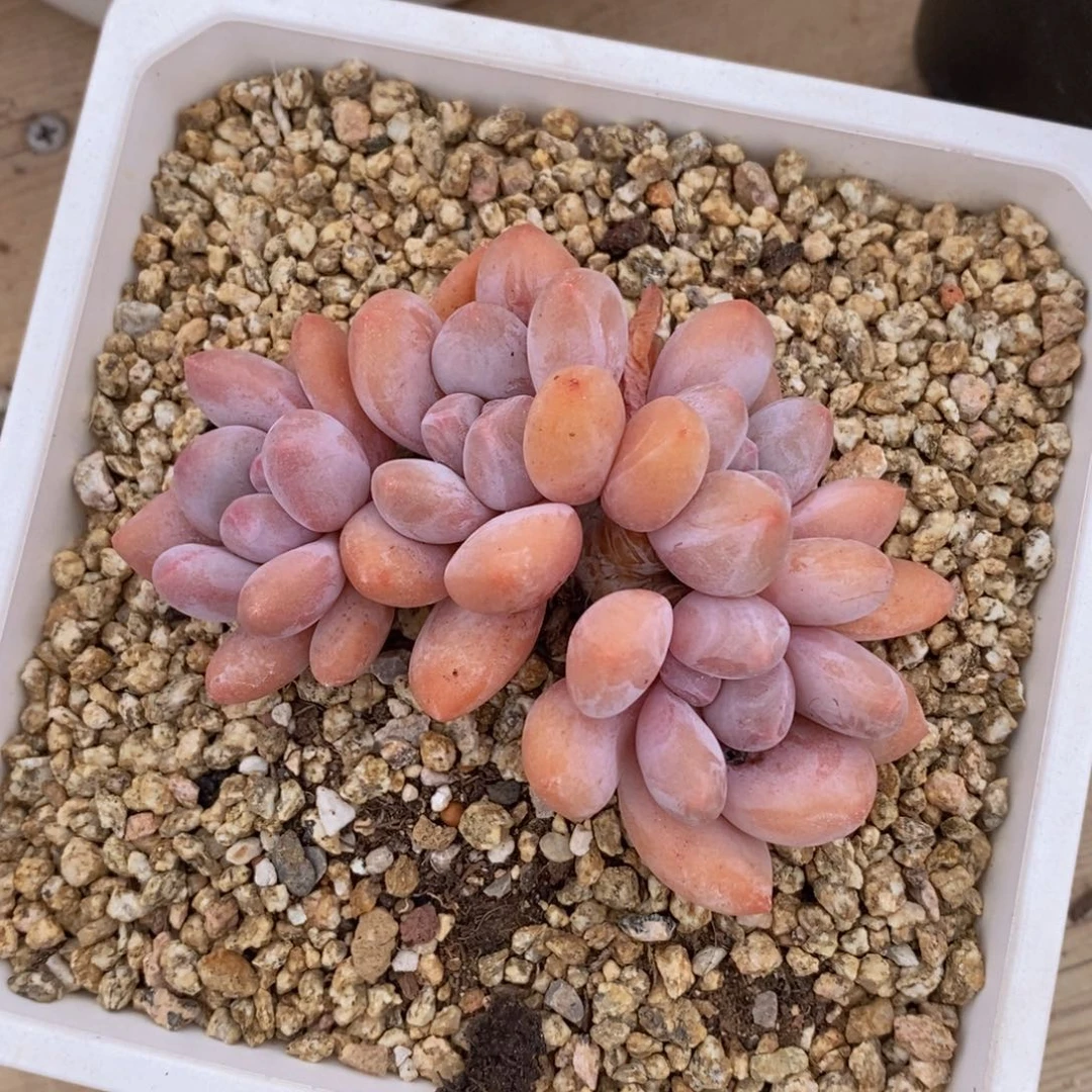 可问主播品种，下滑链接更多品种多肉选择