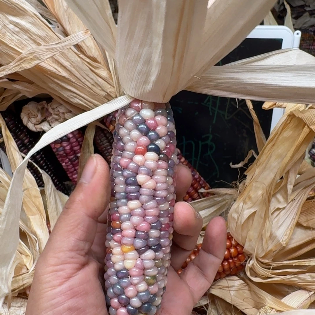 佩***姐柏香籽/百香籽吊坠