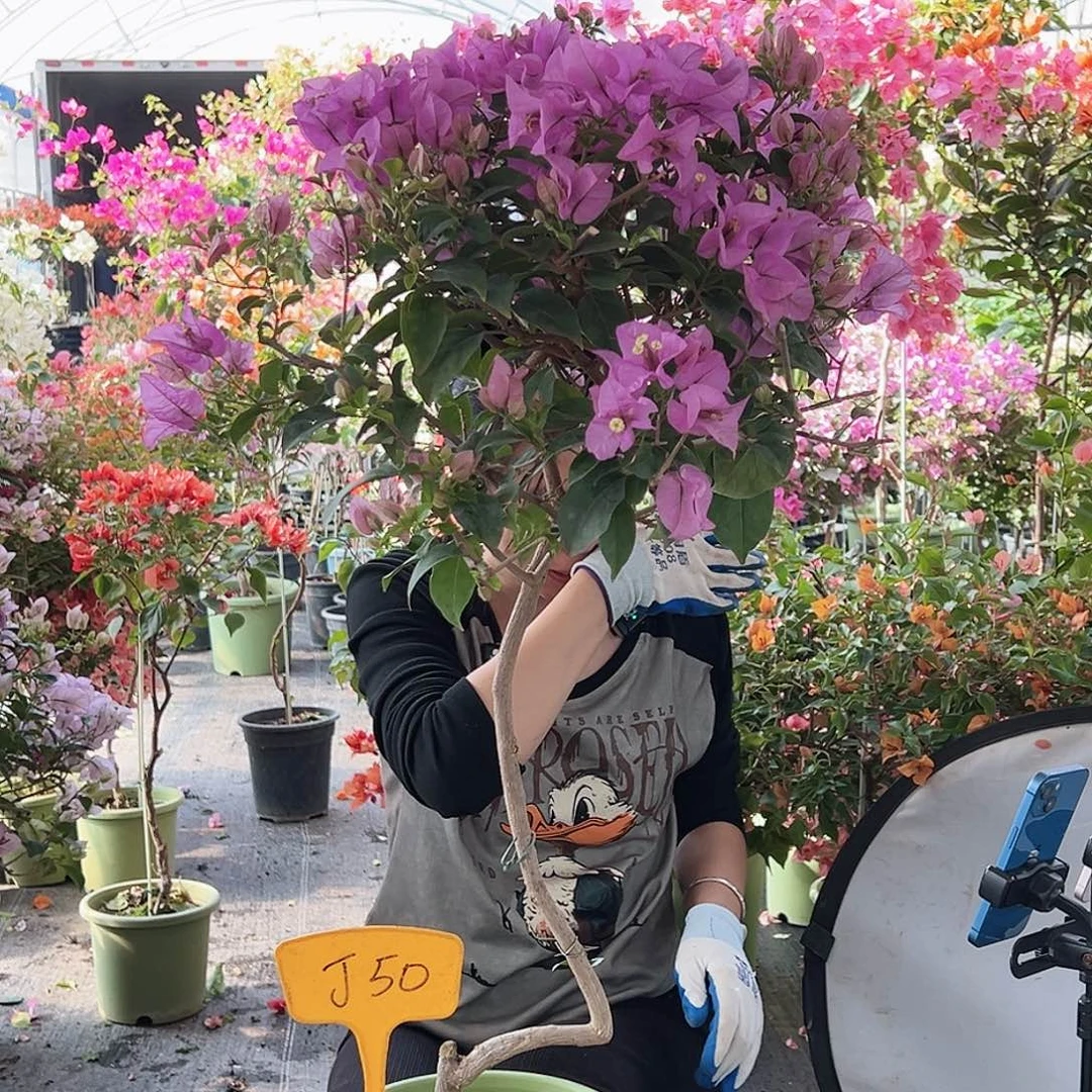 喵***班大部分花苞少量开放J50巴西紫