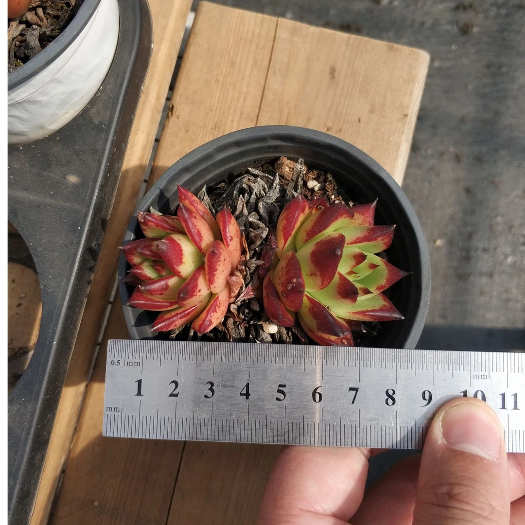 口红（小盆）多肉植物