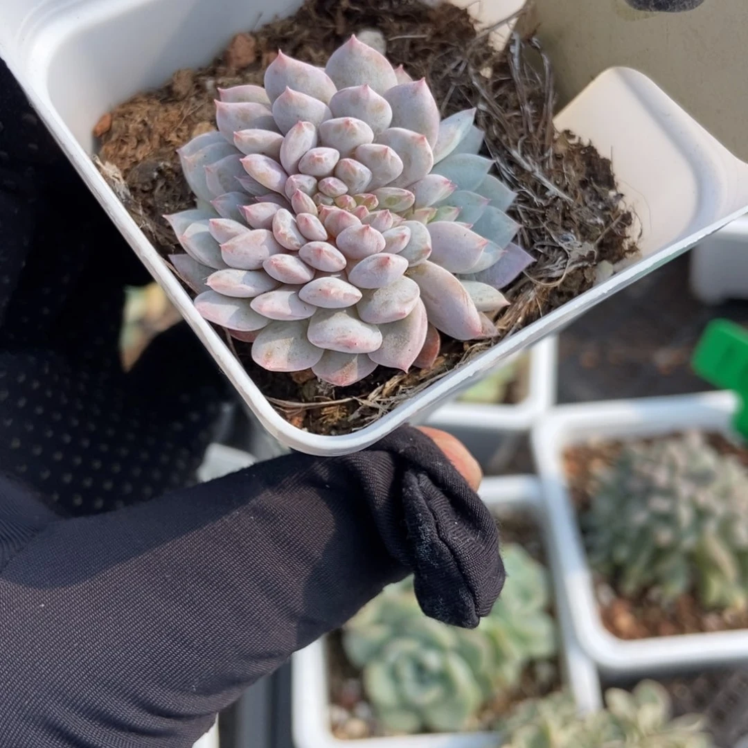 696玉芙蓉缀unsourced