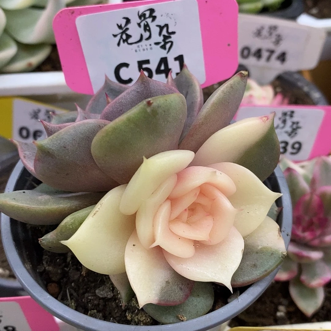 541滴加尔湖哈哈哈哈