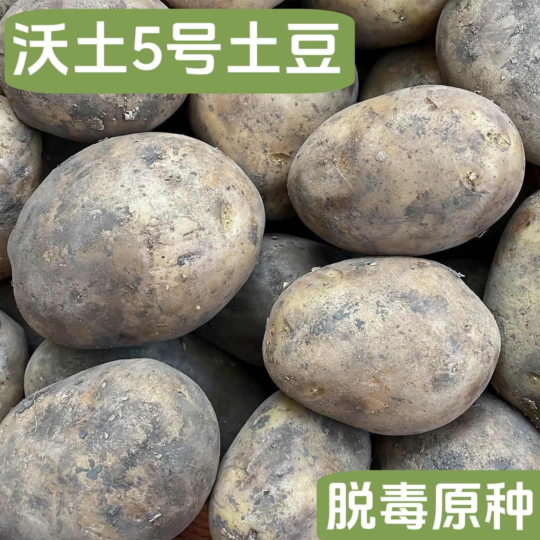 沃土五号土豆种子土豆脱毒原种早熟高产抗病性强产量高家庭小菜园