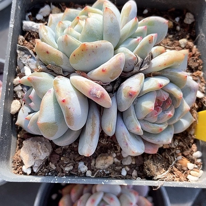 多肉植物石榴籽627